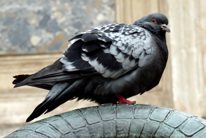 Photo de Pigeon