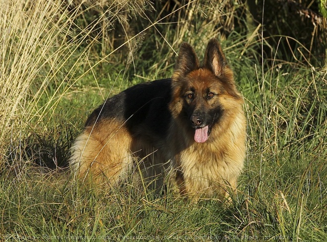 Photo de Berger allemand  poil court