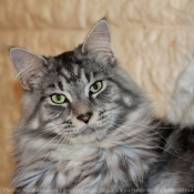 Photo de Maine coon