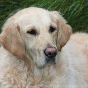 Photo de Golden retriever