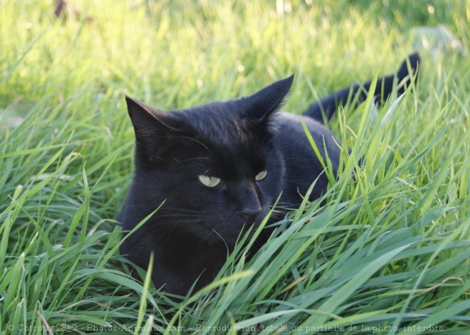 Photo de Chat domestique