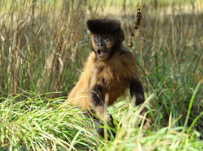 Photo de Singe - capucin