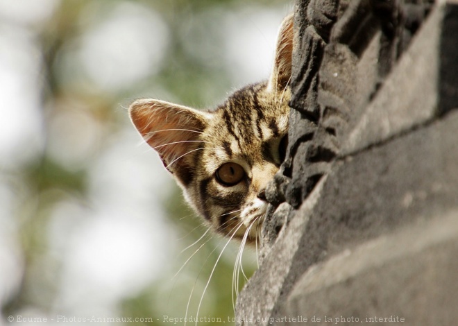 Photo de Chat domestique