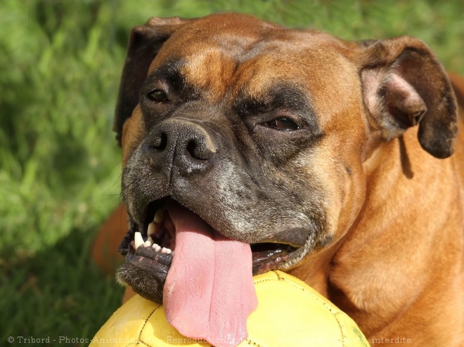 Photo de Boxer