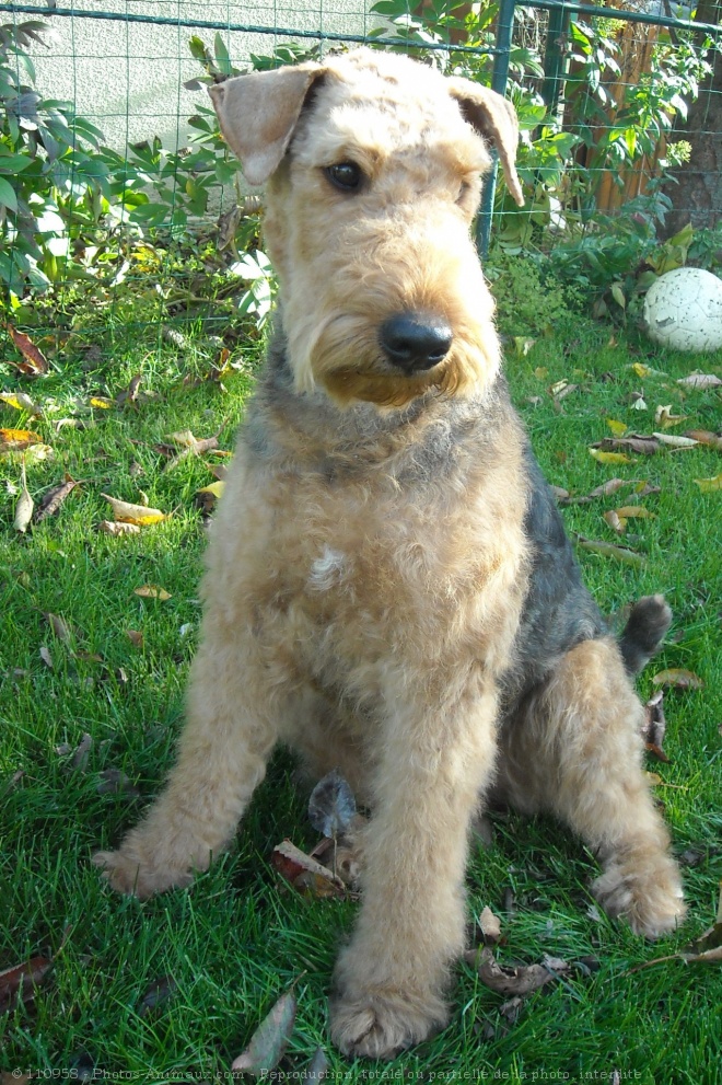 Photo d'Airedale terrier