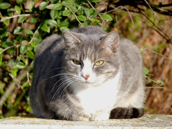 Photo de Chat domestique