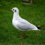 Photo de Mouette