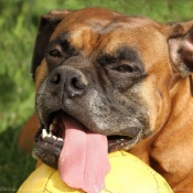 Photo de Boxer