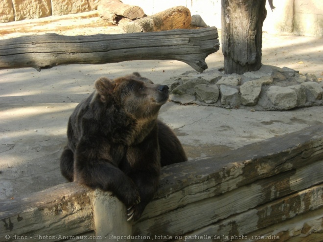 Photo d'Ours