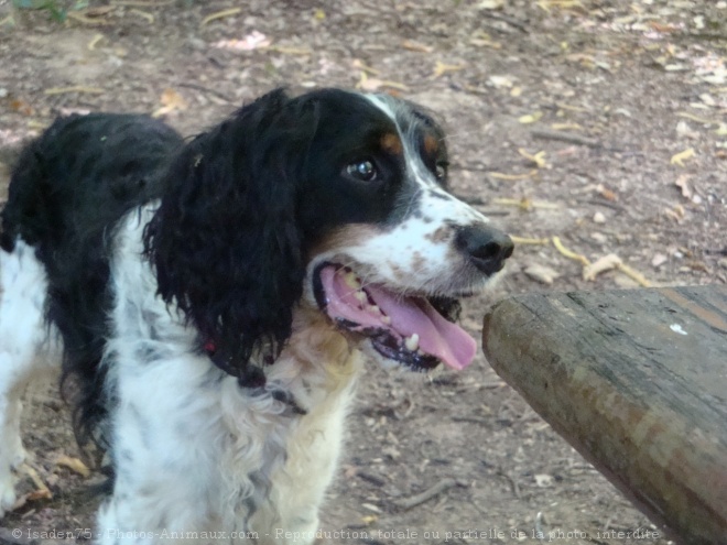 Photo d'English springer spaniel