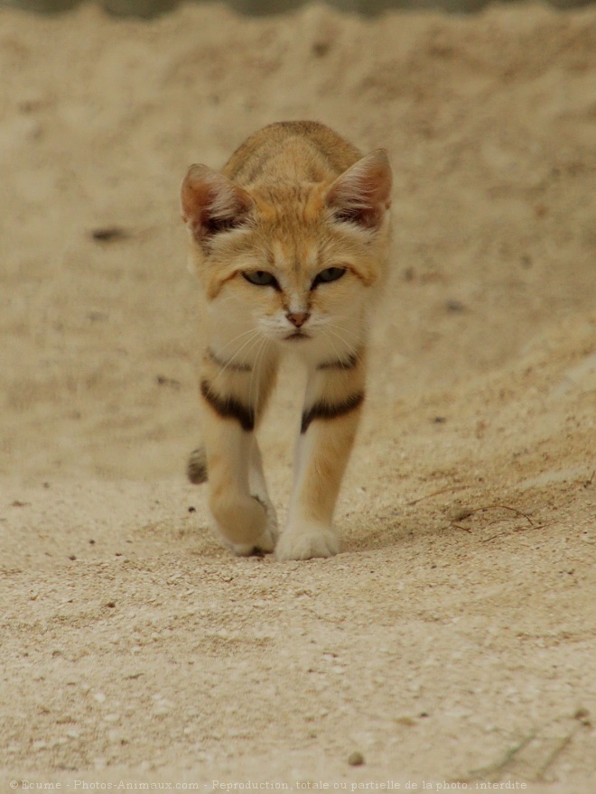 Photo de Chat des sables