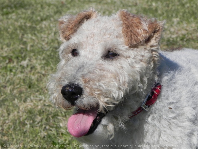 Photo de Fox terrier  poil dur