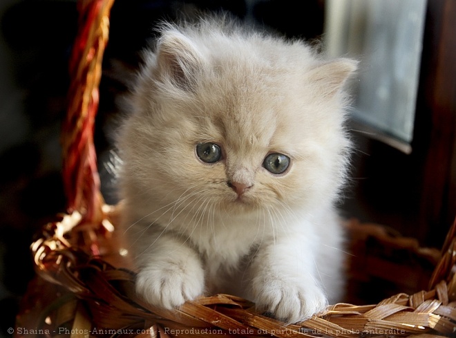 Photo de British longhair