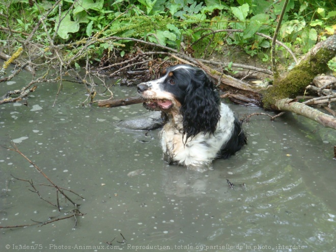 Photo d'English springer spaniel