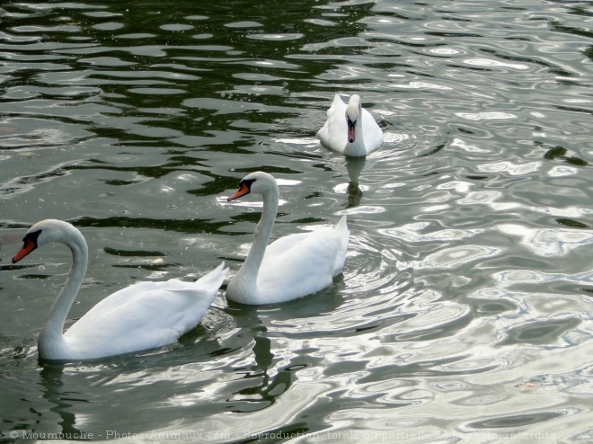 Photo de Cygne