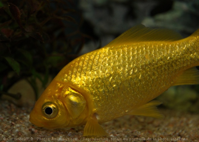 Photo de Poissons rouges