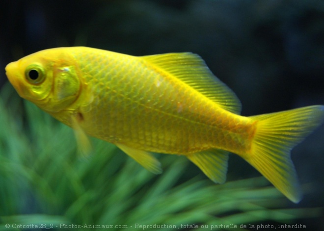 Photo de Poissons rouges