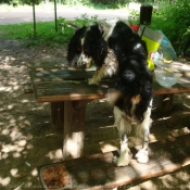 Photo d'English springer spaniel