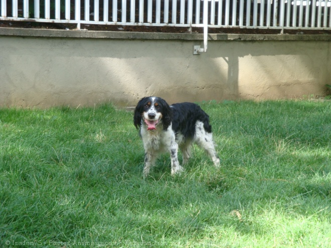 Photo d'English springer spaniel