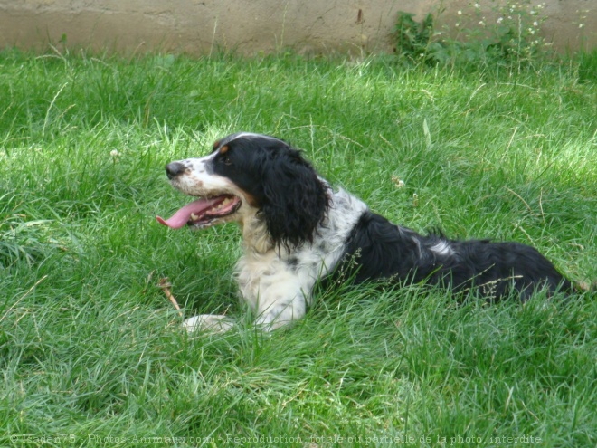 Photo d'English springer spaniel