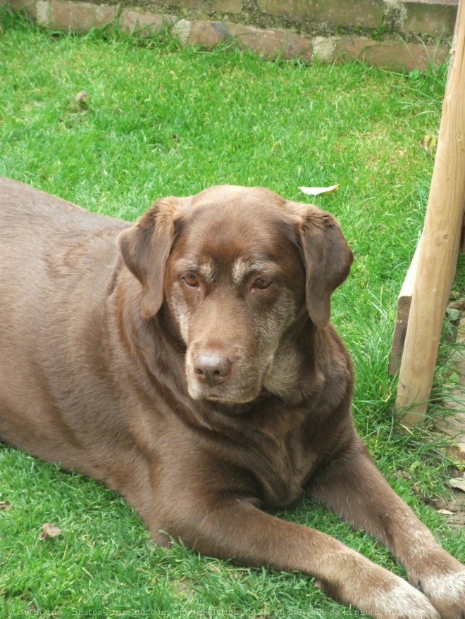 Photo de Labrador retriever