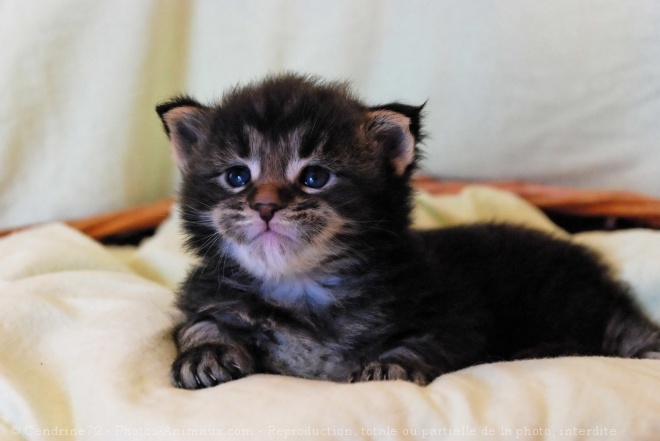 Photo de Maine coon