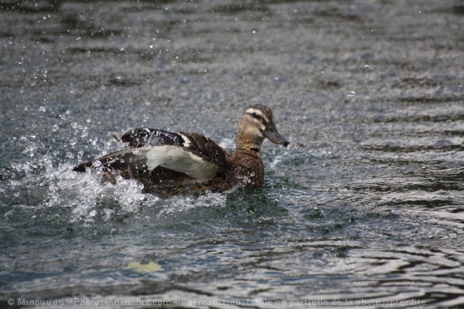 Photo de Canard colvert