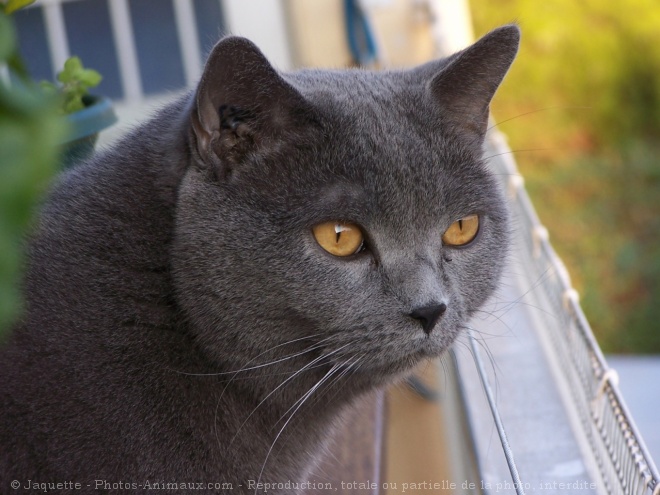 Photo de Chartreux