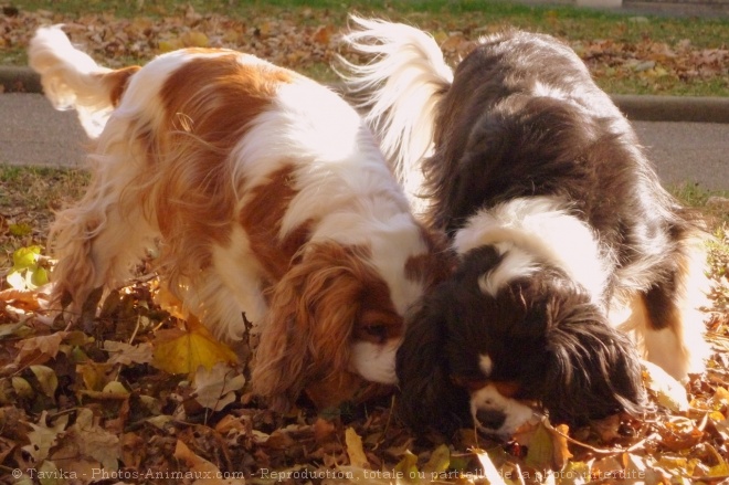 Photo de Cavalier king charles spaniel