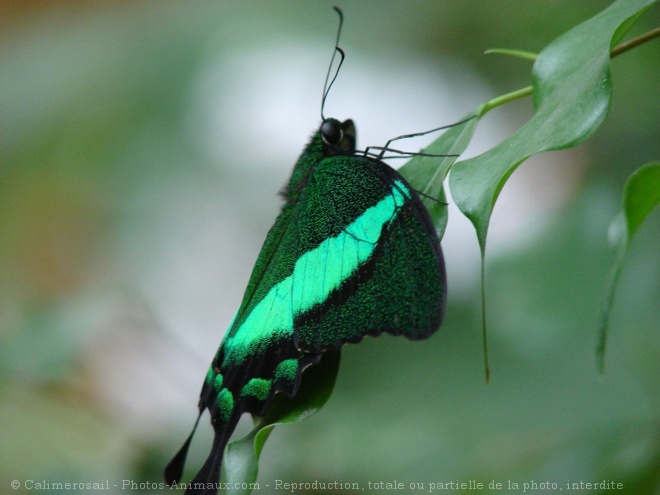 Photo de Papillon