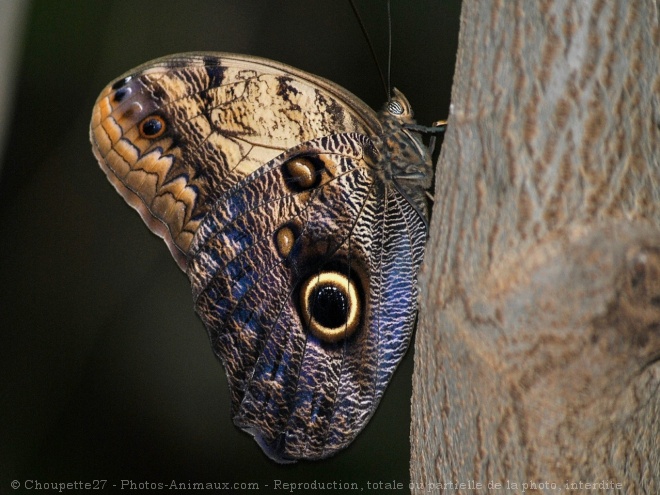 Photo de Papillon