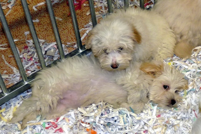 Photo de Coton de tulear