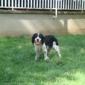 Photo d'English springer spaniel