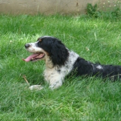 Photo d'English springer spaniel