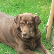 Photo de Labrador retriever