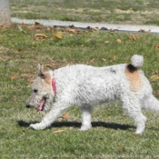 Photo de Fox terrier  poil dur