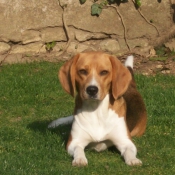 Photo de Beagle