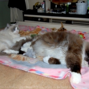 Photo de Ragdoll