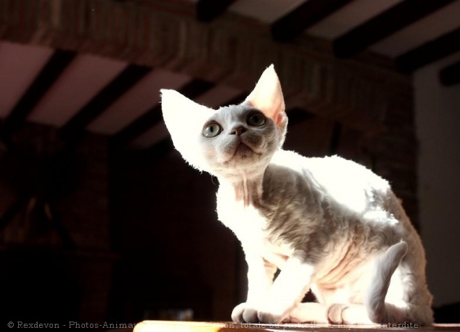 Photo de Devon rex