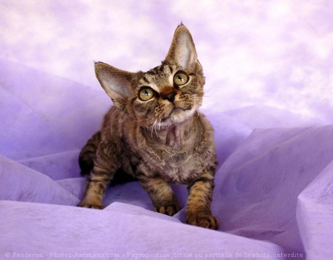 Photo de Devon rex