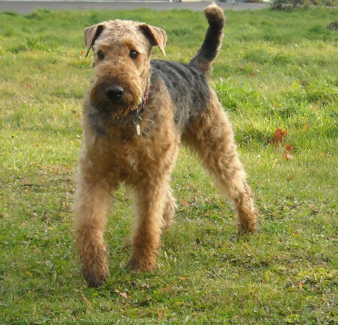 Photo d'Airedale terrier