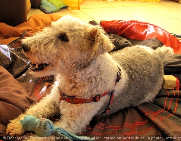 Photo de Fox terrier  poil dur