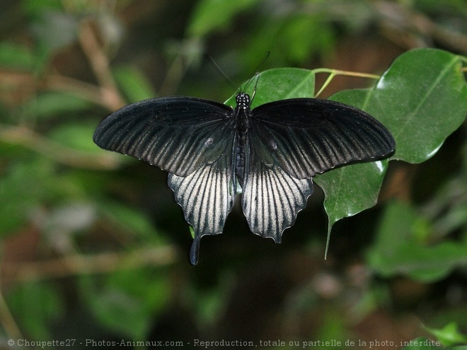 Photo de Papillon