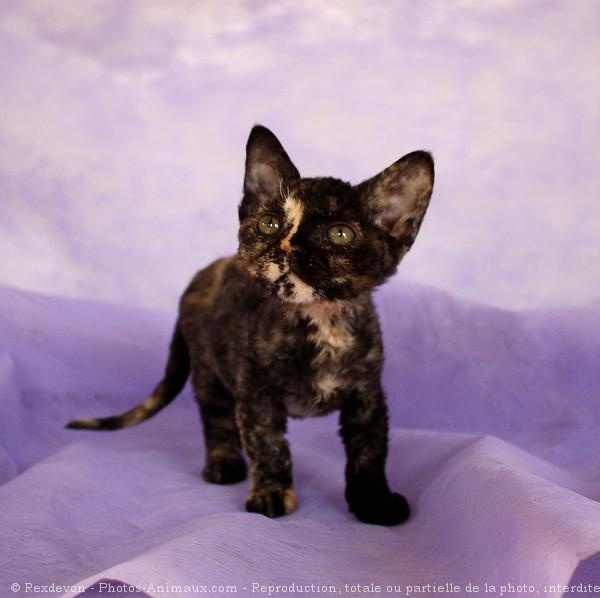 Photo de Devon rex