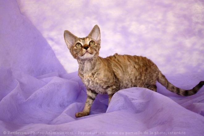 Photo de Devon rex