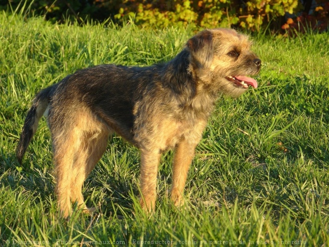 Photo de Border terrier