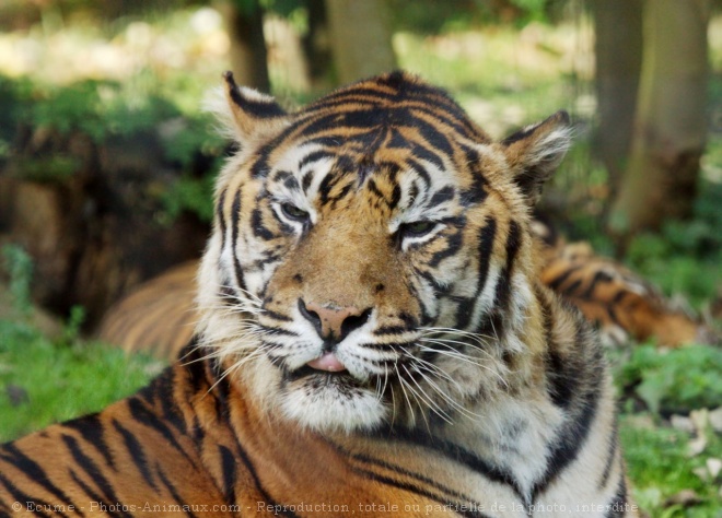 Photo de Tigre