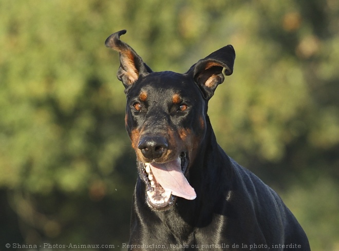 Photo de Dobermann