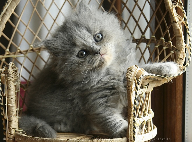 Photo de British longhair