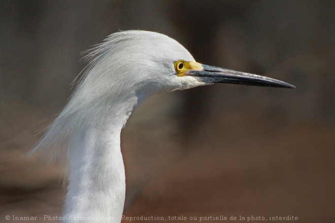 Photo d'Aigrette